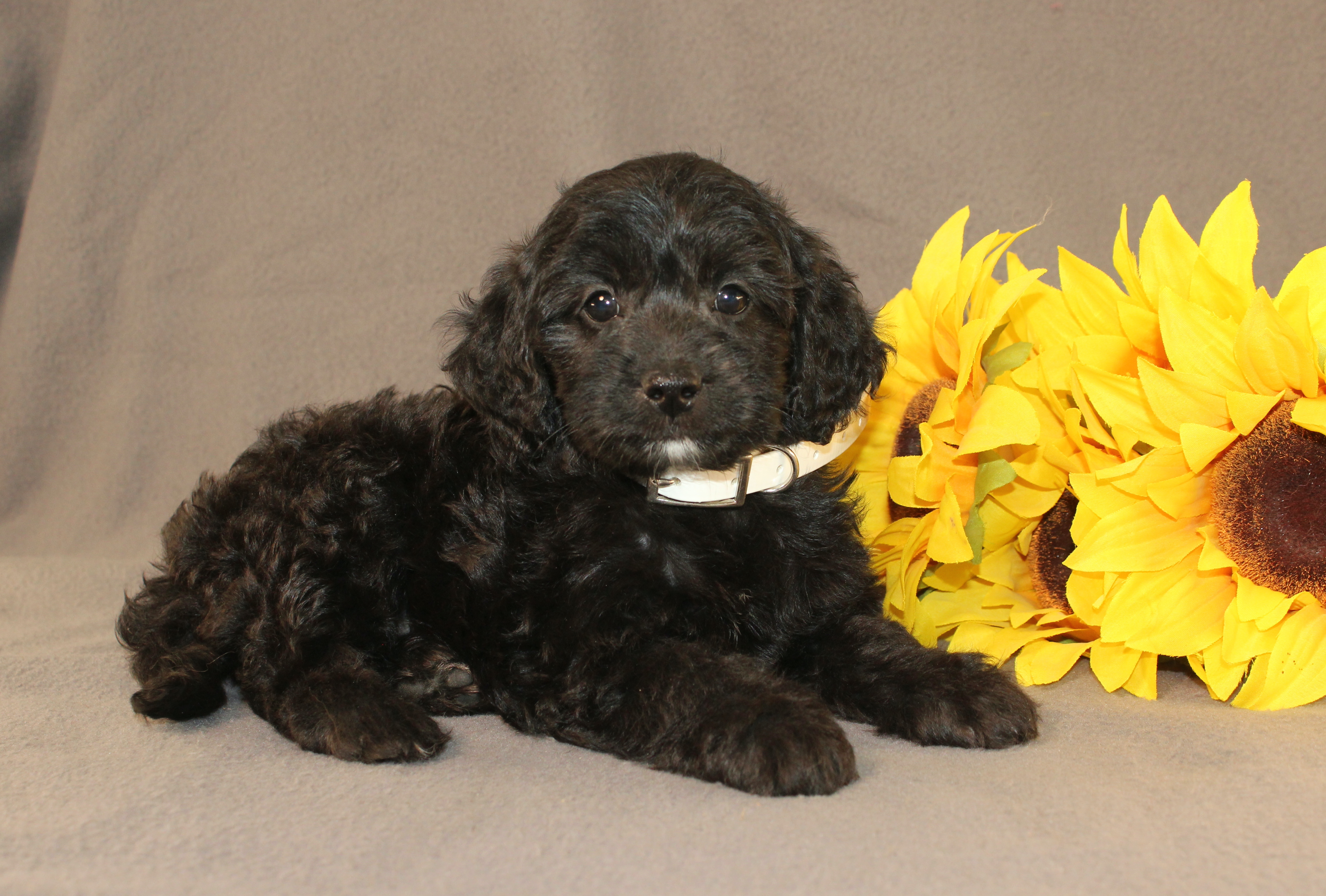 puppy, for, sale, Mini Cavagoldendoodle, Ivan J. Stoltzfus, dog, breeder, Dornsife, PA, dog-breeder, puppy-for-sale, forsale, nearby, find, puppyfind, locator, puppylocator, aca